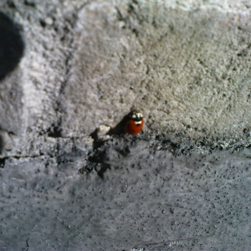 HyDrOxiD//D1SK000 2013 springtimerz V4