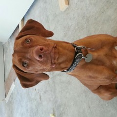 Only Dog Ive Ever Known