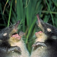 langoliers (enzymes aflutter)