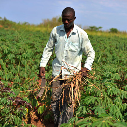 African Smallholder Farmers Need to Become Virus Detectors