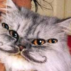 Shitcat mix