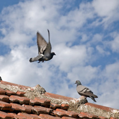 The Pigeons Dance (for Denise)