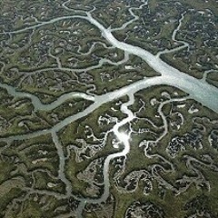 How iht GO" Radical RonNN THA REALM RASCAL at Hawaii Pretodds