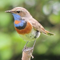 Bird song Recorded by Sash