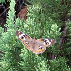 Redemption  (Synphony 4)