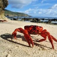 Taste Like Crab Talk Like People