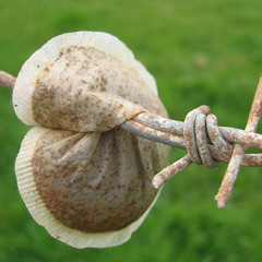 T for 3 ( Finn, Daniel Turani and Tom Roxx)