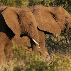 왕초- AFRICA (MARCHO OF REVALUM X C.KING OF E.M)