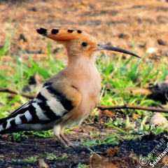 The Hoopoe bird....