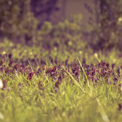 Haned kadunud (Siberi-Kuusalu)