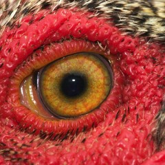 Rooster - You fucked with the wrong Mexican [2010]