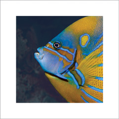 Ryan Power "New Attitude"