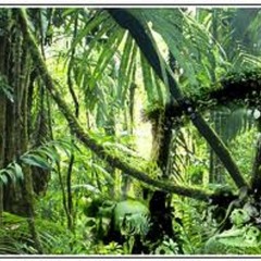 SoundCloud Jungle Campfire Jam - Simon Dwight & eXPerimentator hjerlmuda