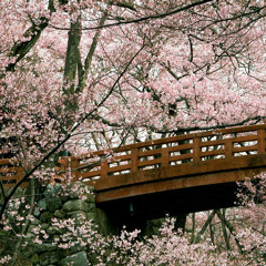 Yoshida Brothers - Cherry Blossoms in Winter (Funny Death Remix)