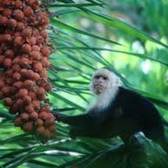 Devendra Banhart - Little yellow Spider (Cover)