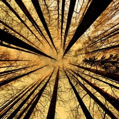 ॐ Forest-Vibes ॐ