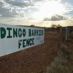 Dingo - Doğaç Llama Muhallebi Song (Sadede Gelen Piyon Version)