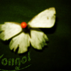 Yongol - Los Caracoles