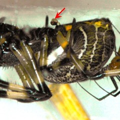 Male Spider's Penis