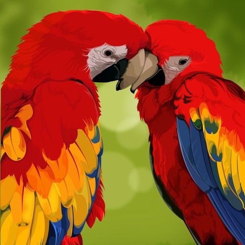 Burung Kakak Tua My Rap Version By Adjimsm