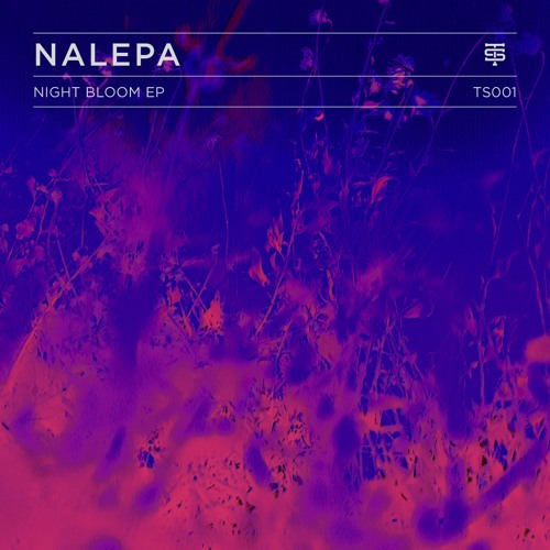 Night Bloom
