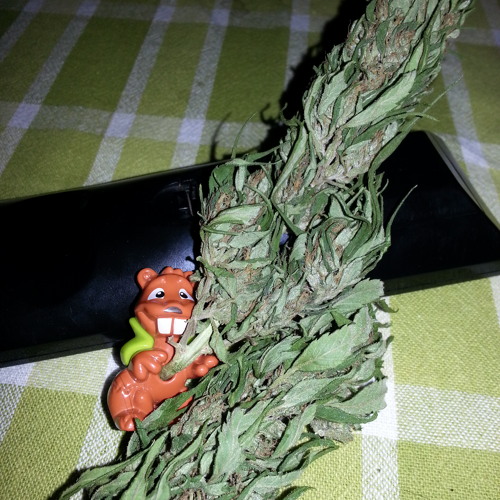 Me´e rahi ft deejay m@ta r3m¡x