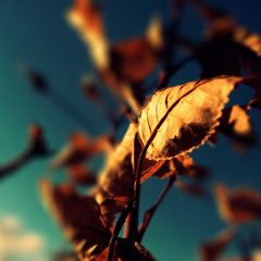 House Emperors - Jazzy Instincts