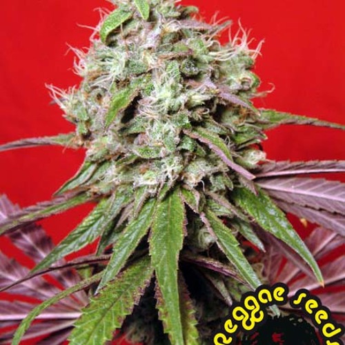 Vybz Kartel   Making A Baby [Raw] {Conception Riddim} ~Sept 2010 ~ 'UTG' [AdidjahiemNotnice Rec]