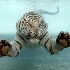 Jaxx Da Fishworks & MC Shureshock - Fat Tiger (Audiobotz Remix) FREE DOWNLOAD