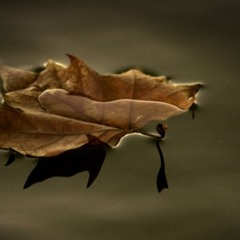 Fallen leaves