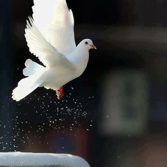 ابتهالات