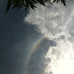 Binder & Krieglstein-raupe