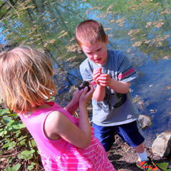Frog calls at the pond