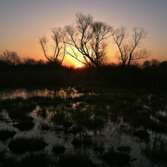 Dawn at Willow Pond