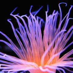 Epic Game sound outro