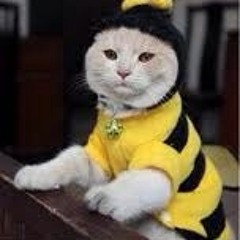 @schwitz katze_27.04.13