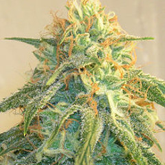 "Uncle Jim Presents" Highlife & Hightimes-(The Super Deluxe Redux) by Free lazarian