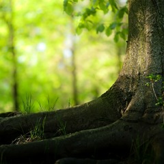 Whispering Woods