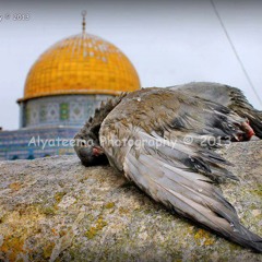 لو بملك جنحان الطير...صوت رووووعه