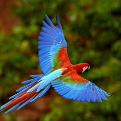 Relaxing Bird Songs