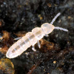 Fuckin springtails