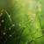 Artwork for 01-Marco.Madia-Hydrophytes-Music For Plants-DTR023