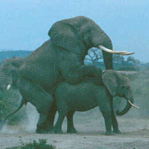 Elephant Sex Video