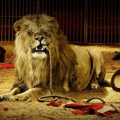 Oh wé up! (The Lion Sleeps Tonight)