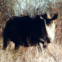 The Breakdown (Save The Rhinos) at Bellville, Cape Town, South Africa