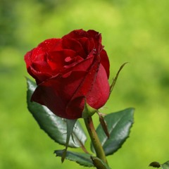 The Rose (Bette Midler Cover)