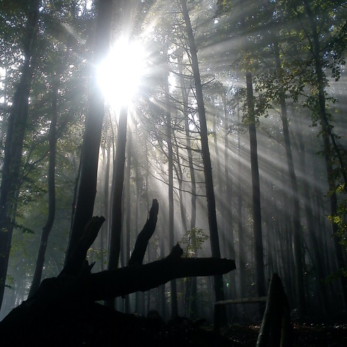 Trance Euphoria \(-¿-)/