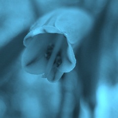 4-30-2013 casiOpiate: the blue elf (featuring rivyloc on flute)