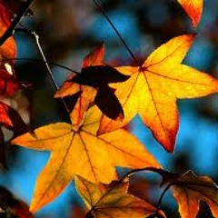 Autumn Leaves (Rhodes bebop improvisation)