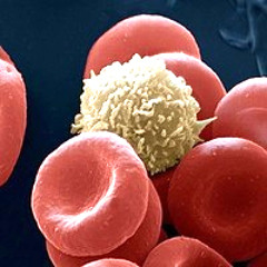 Cactus Without Needles